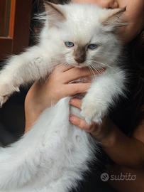 Ragdoll femmina chocolate