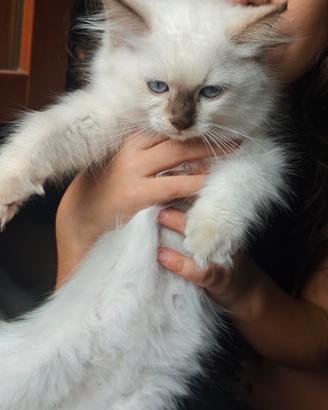 Ragdoll femmina chocolate