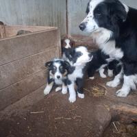 Cuccioli x border e australian