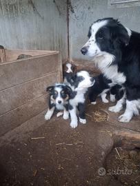Cuccioli x border e australian