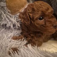 Meravigliosa cucciola barboncino toy red