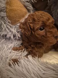 Meravigliosa cucciola barboncino toy red