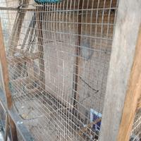 VOLIERA IN LEGNO E RETE METALLICA 