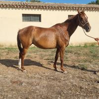 Fattrice anglo araba gravida