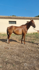 Fattrice anglo araba gravida