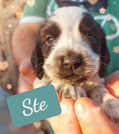 Cuccioli di Cocker Spaniel Inglese 