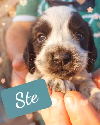 Cuccioli di Cocker Spaniel Inglese 