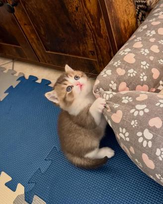 Scottish straight shorthair/highland