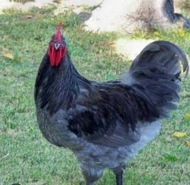 Gallo Australorp blu