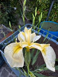 Iris pseudacorus