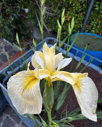 Iris pseudacorus