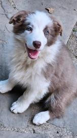 Border collie lilac pedigree