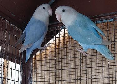 Pappagalli inseparabili