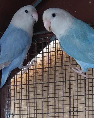 Pappagalli inseparabili