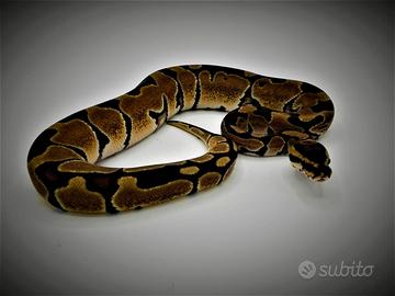Pitone reale