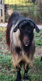 Becco caprone