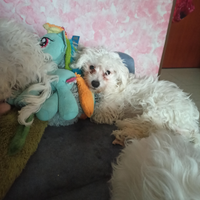 Due femmine di maltese anno quattro mesi app