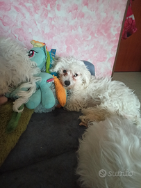 Due femmine di maltese anno quattro mesi app