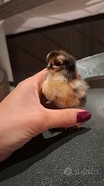 Pulcini di gallina