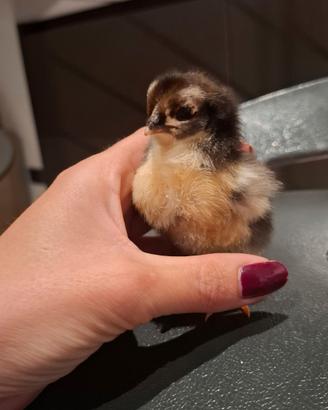 Pulcini di gallina