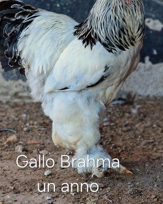 Brahma
