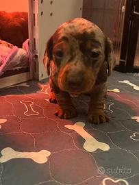 Bassotto nano cuccioli