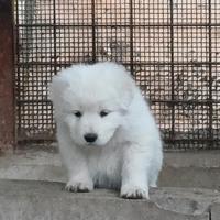 Cucciolo cane Pastore Maremmano Abruzzese