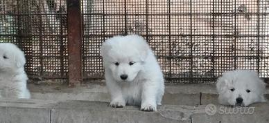 Cucciolo cane Pastore Maremmano Abruzzese