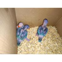 Parrocchetto dal collare