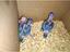 Immagine 1
