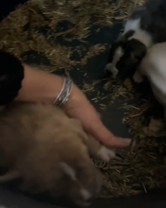 Cani belli