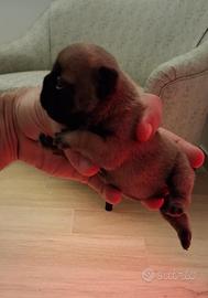 BOULEDOGUE FRANCESE maschio cucciolo