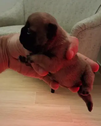 BOULEDOGUE FRANCESE maschio cucciolo