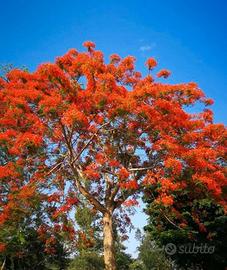 Pianta Delonix Regia - Flamboyant