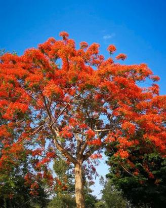 Pianta Delonix Regia - Flamboyant