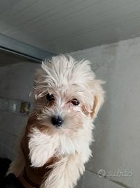 Maltipoo