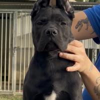 Cuccioli Cane Corso