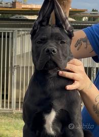Cuccioli Cane Corso