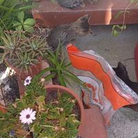 Gattini stupendi a Villafranca