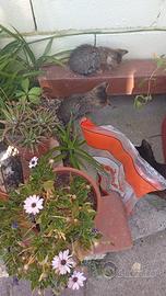Gattini stupendi a Villafranca