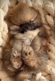 Cuccioli volpini spitz pomerania