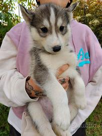 Cucciolo di Siberian Husky