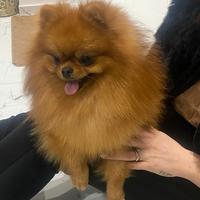 Spitz di Pomerania per monta