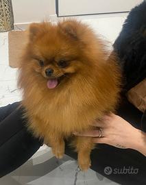 Spitz di Pomerania per monta