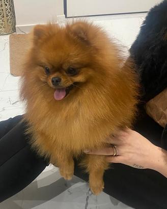 Spitz di Pomerania per monta