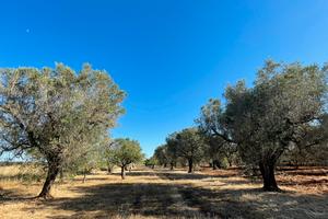 Due terreni da 7.000mq cad