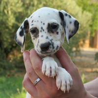 Dalmata con pedigree