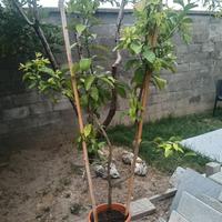 piante limone