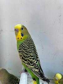 Ondulati di colore ( cocorite)
