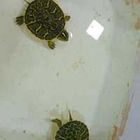 Tartarughe di acqua piccole